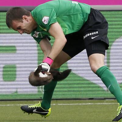 Marder stürmt Platz und beißt Spieler