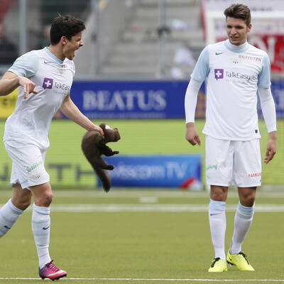 Marder stürmt Platz und beißt Spieler