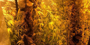 Drogen im Wert von 112.000 Euro sichergestellt