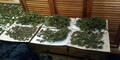 Cannabis "erschnüffelt"