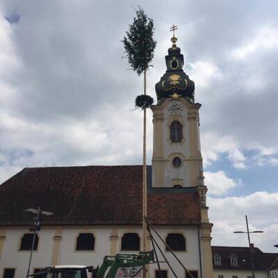 Maibaum in Auggenthal