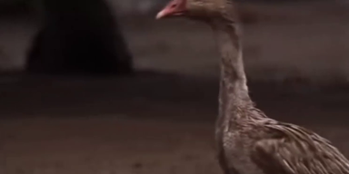 Martinigans ohne bb 2.png