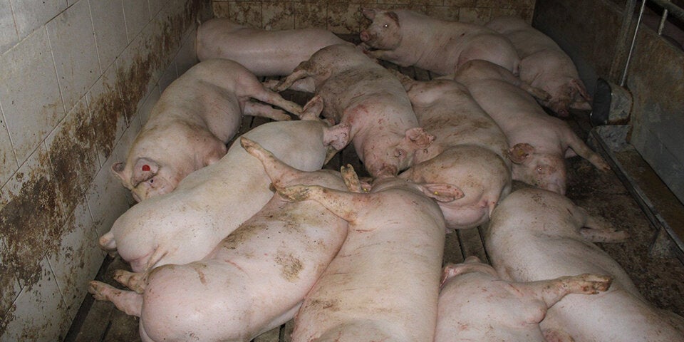 Mastschwein-Alltag in Österreich