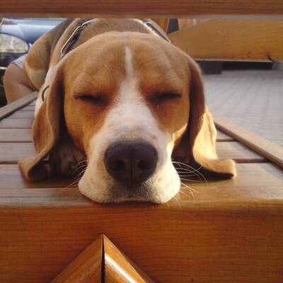 Hundewahl - Lennox, 14 Moante