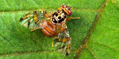 Kampf gegen Schadinsekten: Forscher finden Verh&uuml;tungs-Gen