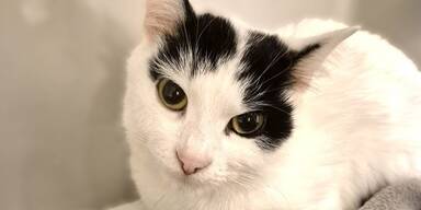 Meer nach Not-OP gerettet