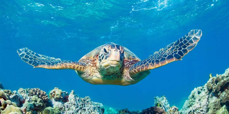 Neun Tote nach Verzehr von Schildkrötenfleisch