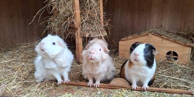 Meerschweinchen sind keine Anf&auml;ngerhaustiere!