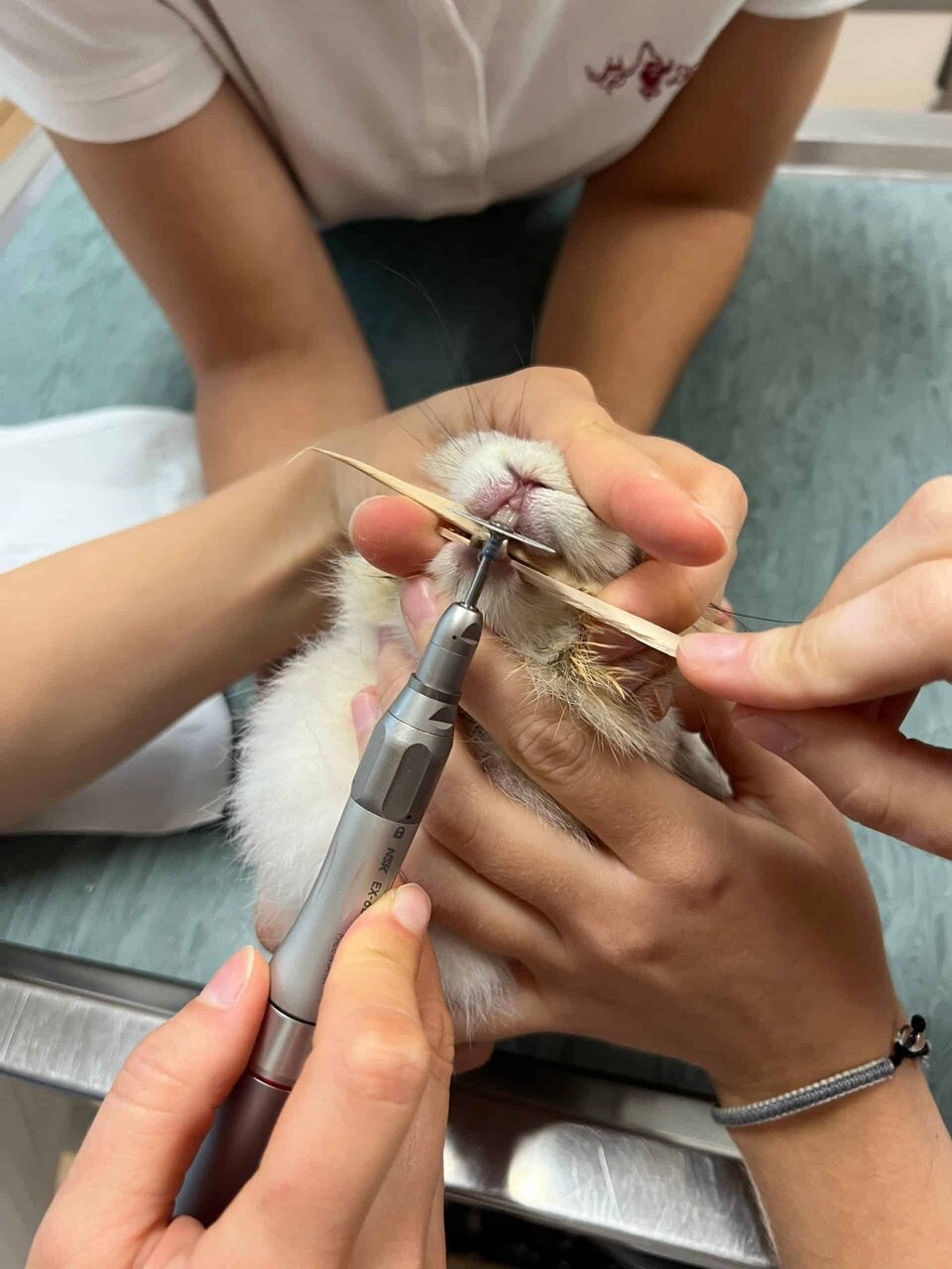 Meerschweinchen sind keine Anfängerhaustiere!