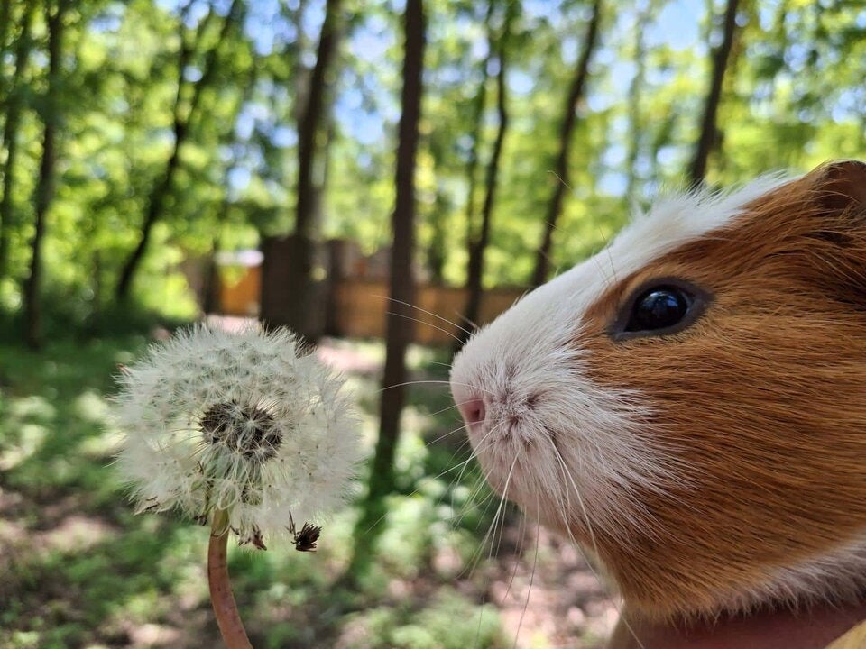 Meerschweinchen sind keine Anfängerhaustiere!