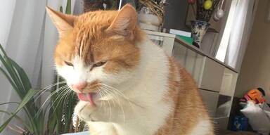 Katze Meggy Hinterglemm