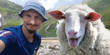 Amok-Schaf Tirol Zillertal Michael S.