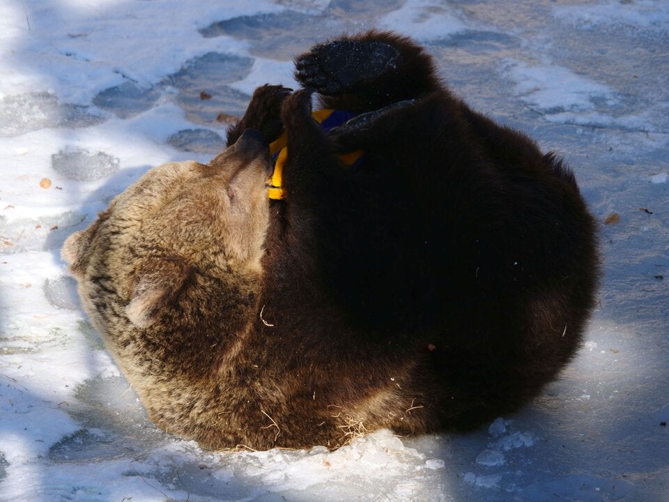 Gerettete Bärin Mici blüht im Bärenwald Arbesbach regelrecht auf