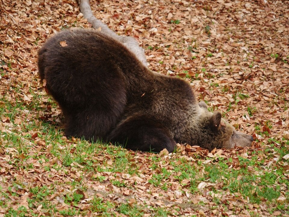 BÄREN-ALARM im Waldviertel: Bärenwald Arbesbach öffnet wieder!