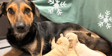 Herzlos! Kranke Hündin mit ihren neun Welpen an Tankstelle ausgesetzt