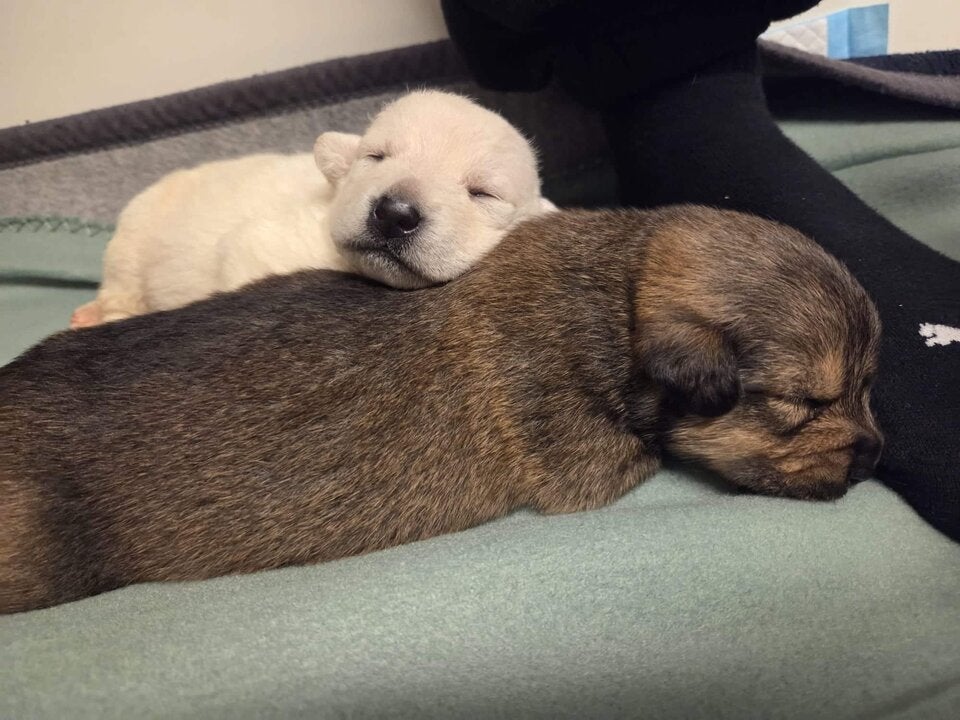 Herzlos! Kranke Hündin mit ihren neun Welpen an Tankstelle ausgesetzt