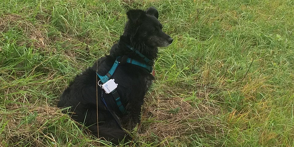 Hund Mimi vor dem Giftköder-Anschlag