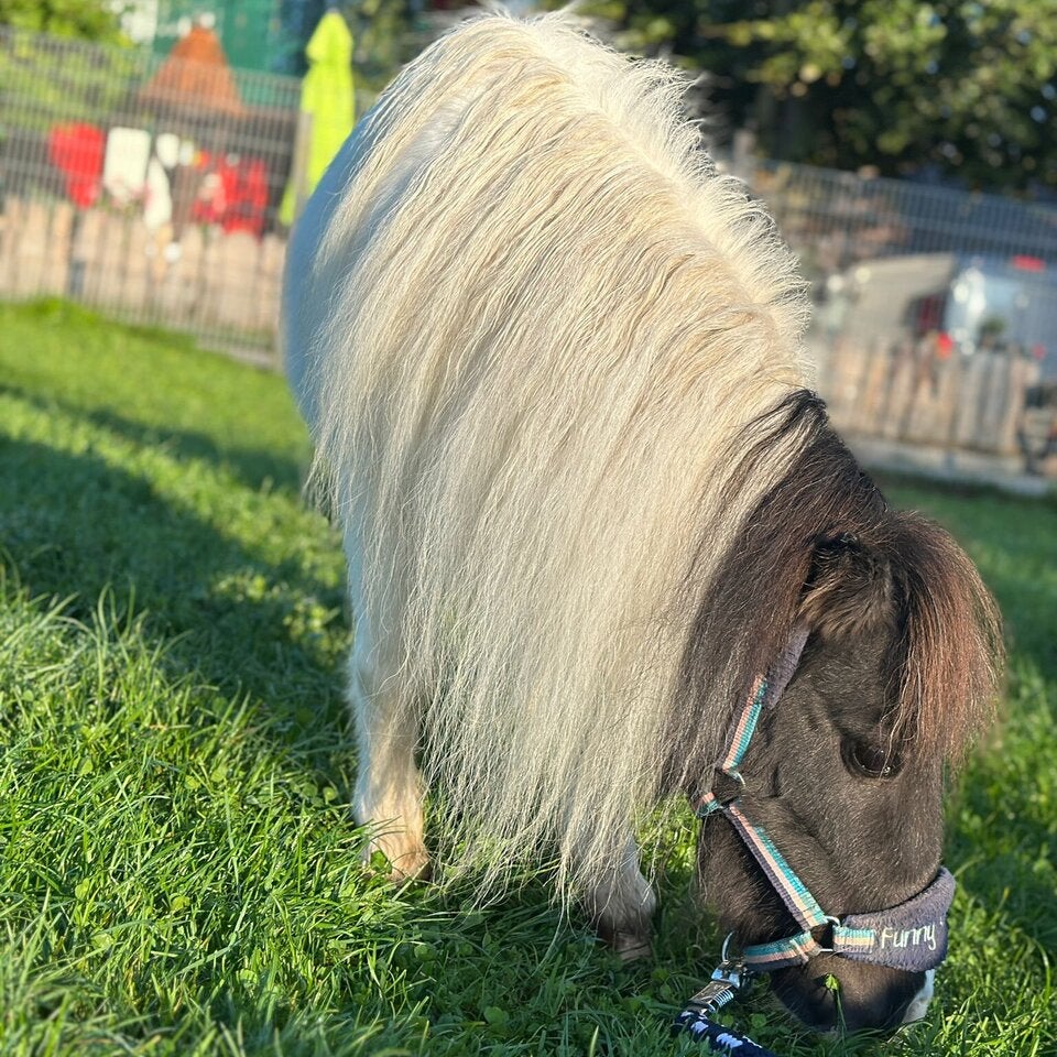Ausgesetztes Mini-Pony hat eine neue Herde