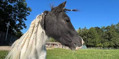 Ausgesetztes Mini-Pony hat eine neue Herde