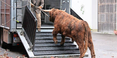 Mobile-Schlachtanlage