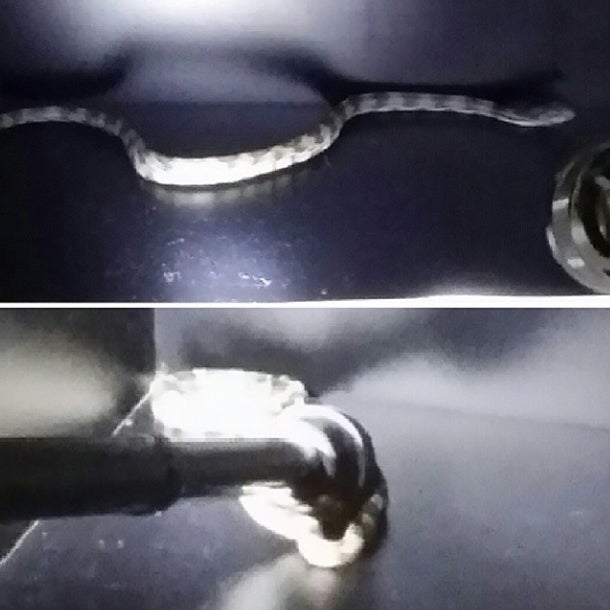 Klapperschlange im Spind schockt NBA-Star