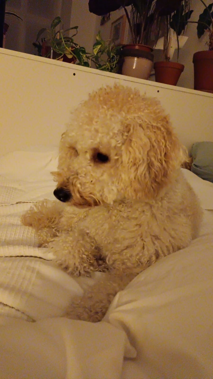 Wer hat DIESEN Hund gesehen?