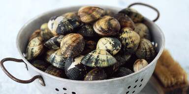 Muscheln