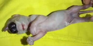 Michael Severino/Pen News