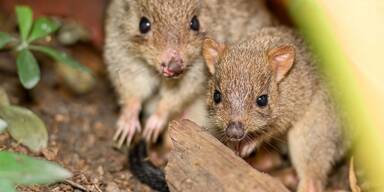 S&uuml;&szlig;er Nachwuchs bei B&uuml;rstenschwanz-Rattenk&auml;ngurus