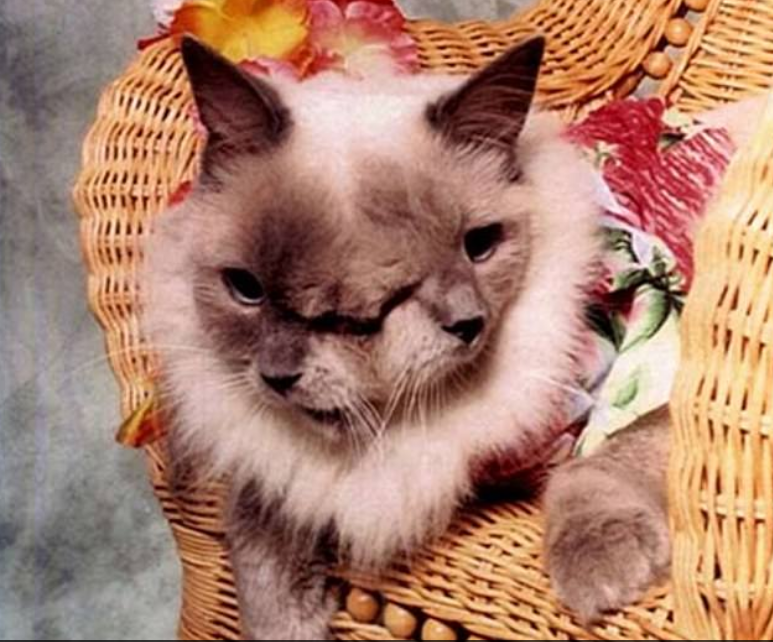 Guiness World Record