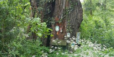 Bildereiche im&nbsp;Hochleithenwald.