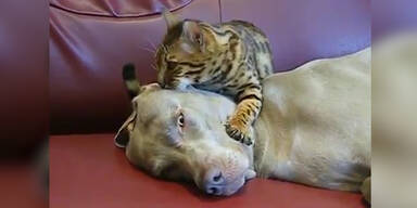 Katze gibt Hund Shiatsu-Massage