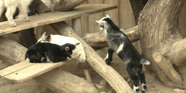 Zoo verfüttert Tier-Babys