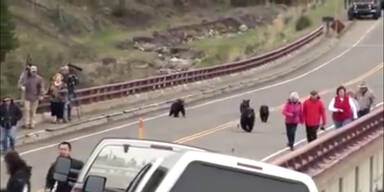 Schwarzb&auml;r mit Jungen jagt Touristen