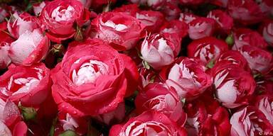 Nachhaltige Umgang mit der Natur im Vordergrund