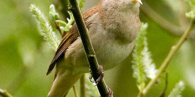 Die Beckhams schmieren sich Vogelkot ins Gesicht
