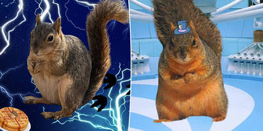 Fat Squirrel Week: HIER gewinnt nur der dickste Nager