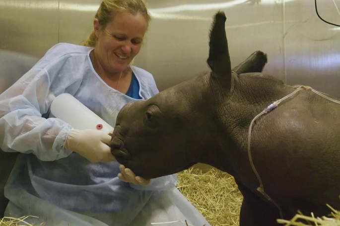 Erstmals seit zehn Jahren: Nashorn-Nachwuchs in australischem Zoo
