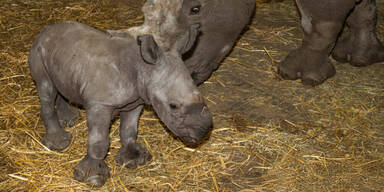 Neugeborenes Nashornbaby sorgt mit &uuml;bergro&szlig;en F&uuml;&szlig;en f&uuml;r Schmunzler