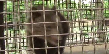 LIVE: Baby-B&auml;r bekommt Luxus-Park