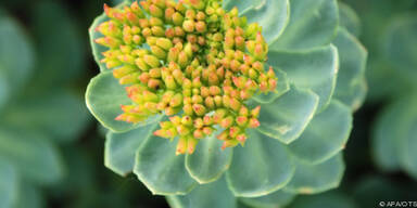 Naturheilmittel gegen Zivilisationskrankheiten