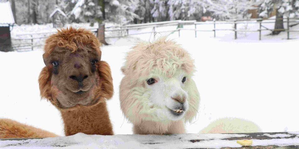 Last Minute Geschenke der Online-Geschenkewelt NÖ