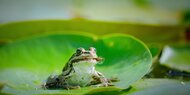 Urteil: Frösche in Schwimmteich eine Lärmbelästigung