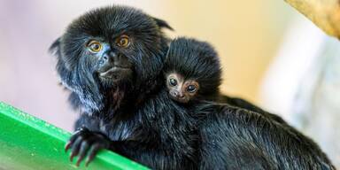 Haus des Meeres Springtamarine