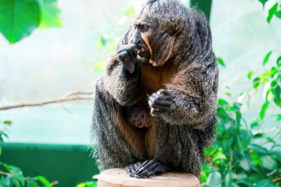 Das Jungtier versteckt sich gut geschützt im dichten Fell seiner Mutter.