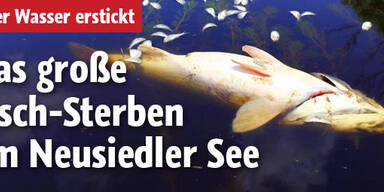 Hunderte tote Fische im Neusiedlersee