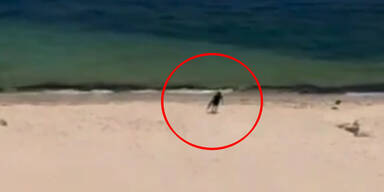 Hier flüchtet der Attentäter