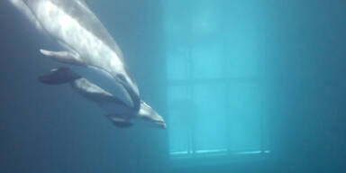 News_TV_160421_Delphin.Standbild001 - Kopie.jpg