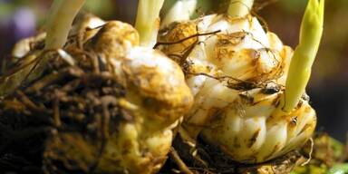 Nieselwetter ist ideal zum Blumenzwiebeln-Pflanzen