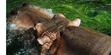 Nilpferd attackierte Sch&uuml;ler auf F&auml;hre
